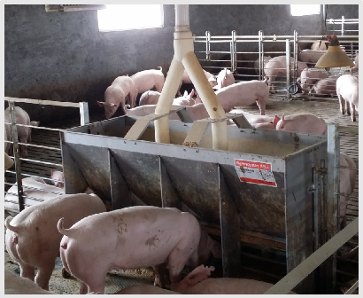 Comedouro Duplo de Aço Inoxidá - Agriculture Farming And Livestock avaliação e preço